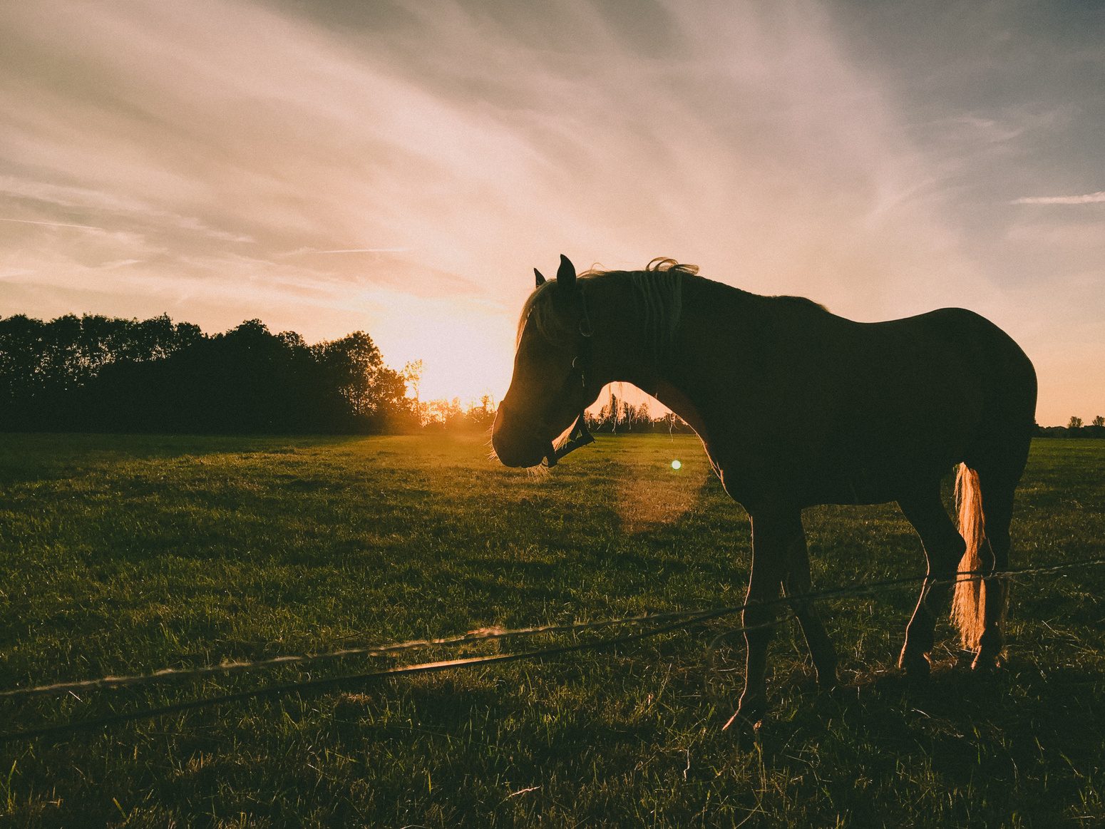 A horse stands at sunset in a quiet pasture, silhouetted against a golden sky